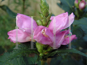 Picture of Chelone lyonii 'Hot Lips'