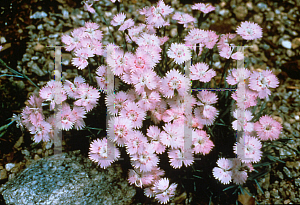 Picture of Dianthus gratianopolitanus 'Bewitched'