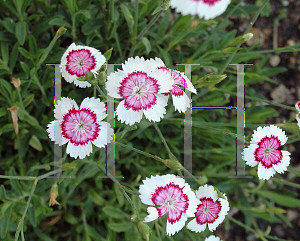 Picture of Dianthus deltoides 'Arctic Fire'