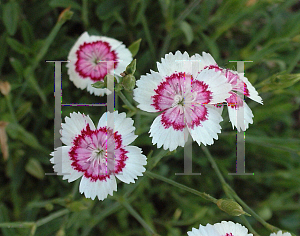 Picture of Dianthus deltoides 'Arctic Fire'