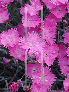 Picture of Dianthus gratianopolitanus 'Firewitch'