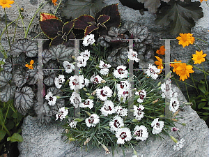 Picture of Dianthus alpinus 'Brilliant Star'