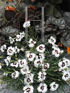 Picture of Dianthus alpinus 'Brilliant Star'
