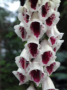 Picture of Digitalis purpurea 'Pam's Choice'