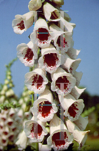 Picture of Digitalis purpurea 'Pam's Choice'