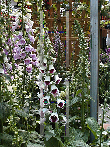 Picture of Digitalis purpurea 'Pam's Choice'