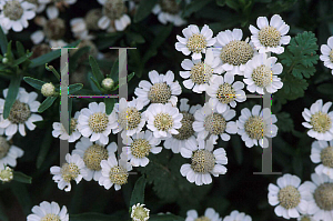 Picture of Achillea ptarmica 'Nana Compacta'