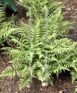 Picture of Athyrium  'Branford Beauty'