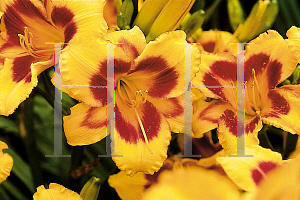 Picture of Hemerocallis  'Black Eyed Susan'