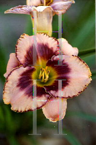 Picture of Hemerocallis  'Daring Deception'