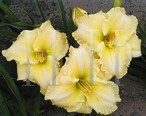 Picture of Hemerocallis  'Creative Art'