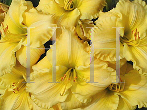 Picture of Hemerocallis  'Creative Art'