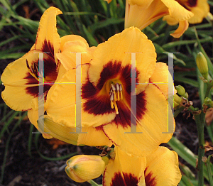 Picture of Hemerocallis  'Exotic Love'