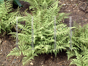 Picture of Athyrium  'Branford Beauty'