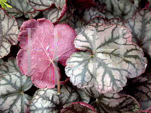 Picture of Heuchera  'Jade Gloss'