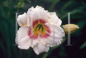 Picture of Hemerocallis  'Virginia Henson'