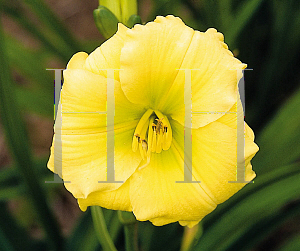 Picture of Hemerocallis  'Tom Collins'