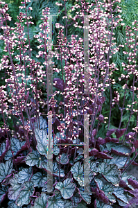 Picture of Heuchera  'Jade Gloss'