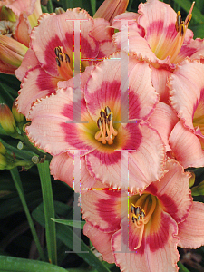 Picture of Hemerocallis  'Strawberry Candy'