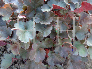 Picture of Heuchera  'Petite Marbled Burgundy'