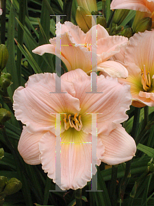 Picture of Hemerocallis  'Barbara Mitchell'