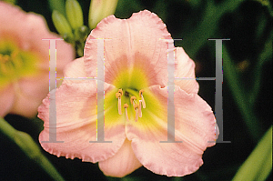 Picture of Hemerocallis  'Chorus Line'