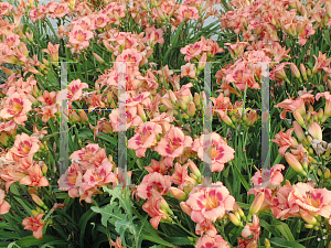 Picture of Hemerocallis  'Strawberry Candy'