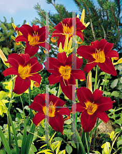 Picture of Hemerocallis  'Baja'