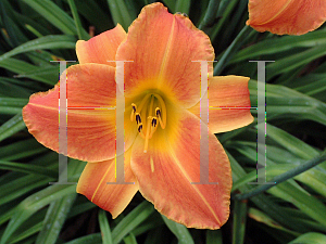 Picture of Hemerocallis  'Bright Sunset'