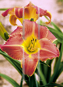 Picture of Hemerocallis  'Bright Sunset'