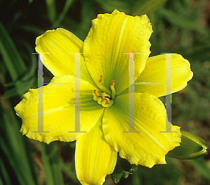 Picture of Hemerocallis  'Green Flutter'