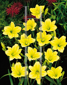 Picture of Hemerocallis  'Green Flutter'