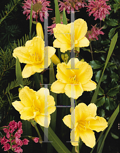 Picture of Hemerocallis  'Happy Returns'