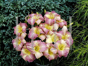 Picture of Hemerocallis  'Lavender Blush'