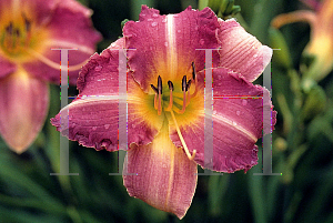 Picture of Hemerocallis  'Lavender Blush'