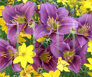 Picture of Hemerocallis  'Little Grapette'