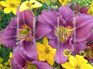 Picture of Hemerocallis  'Little Grapette'