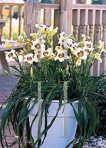 Picture of Hemerocallis  'Pandoras Box'