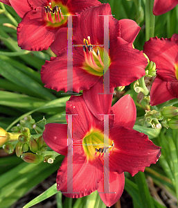 Picture of Hemerocallis  'Pardon Me'