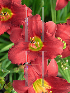 Picture of Hemerocallis  'Pardon Me'