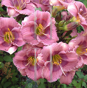 Picture of Hemerocallis  'Siloam Tiny Tim'