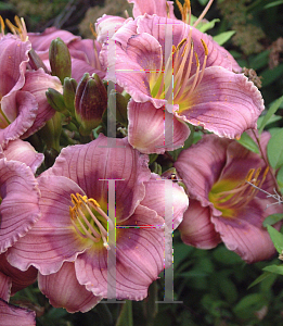 Picture of Hemerocallis  'Siloam Tiny Tim'