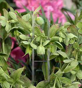 Picture of Helleborus foetidus 