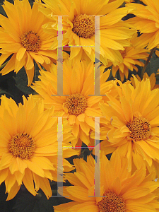 Picture of Heliopsis helianthoides 'Ballerina'