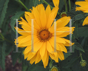 Picture of Heliopsis helianthoides 'Ballerina'