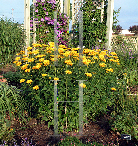 Picture of Heliopsis helianthoides 'Ballerina'