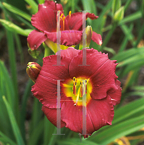 Picture of Hemerocallis  'Dark Ruby'