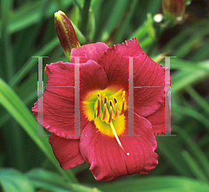 Picture of Hemerocallis  'Dark Ruby'