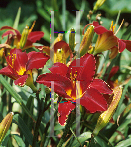 Picture of Hemerocallis  'Anzac'