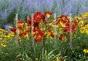 Picture of Hemerocallis  'Anzac'